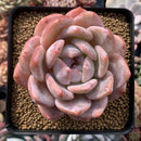 Echeveria 'Orange Monroe' 4" Powdery Succulent Plant