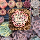 Echeveria 'Cherry Blossom Ending' 1" Succulent Plant