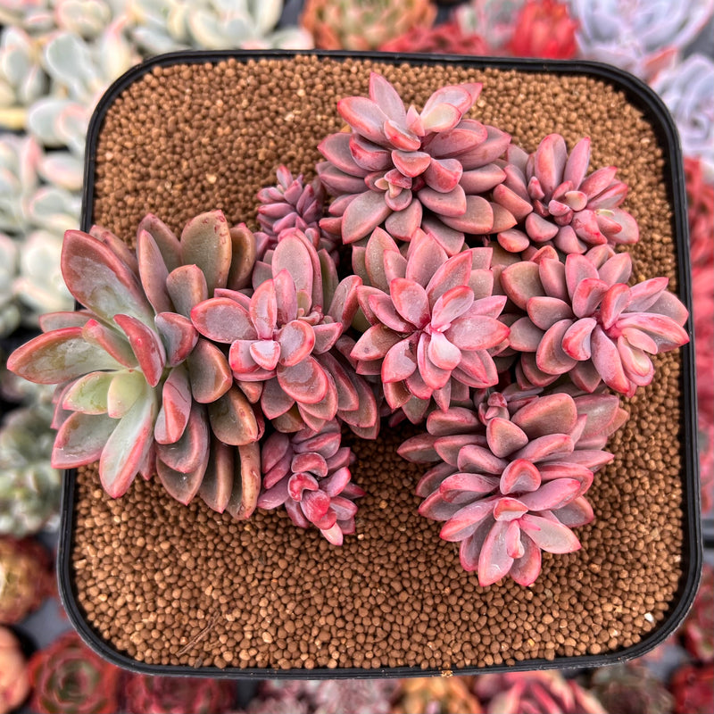 succulent with over 650 varieties Echeveria 'Rezry' 6" Large Cluster Succulent Plant – True Succulents Plant  Co