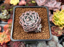 Echeveria 'Black Ball' 1" New Hybrid Succulent Plant
