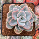 Pachyveria 'Orpet' 3" Cluster Succulent Plant