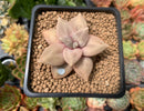Echeveria 'Xichuensis' 2" Succulent Plant