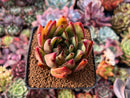 Echeveria Agavoides 'Mephisto' 2"-3" Succulent Plant