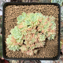 Echeveria 'Pansy' Crested 3" Succulent Plant