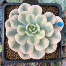 Echeveria Runyonii Variegated (Aka Echeveria 'Akaihosi' Variegated) 2" Succulent Plant