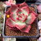 Echeveria Agavoides 'Frank Reinelt' Superclone 2" Succulent Plant