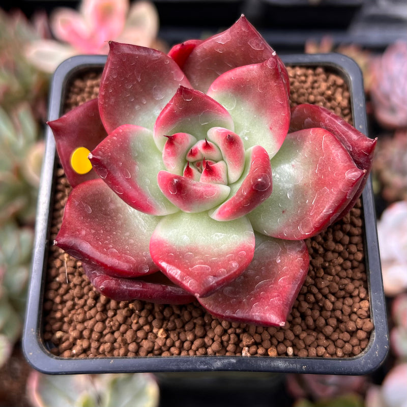 frank reinelt succulent Echeveria Agavoides 'Frank Reinelt' Superclone 2" Succulent Plant