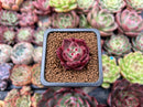 Echeveria Agavoides 'Anjou' 1" New Hybrid Succulent Plant