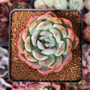 Echeveria 'Starmark' 3" Succulent Plant
