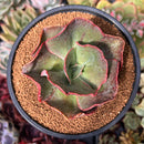 Echeveria 'Suyon Frill' 3"-4" Succulent Plant