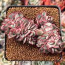 Echeveria 'Esther' Crested 3" Succulent Plant