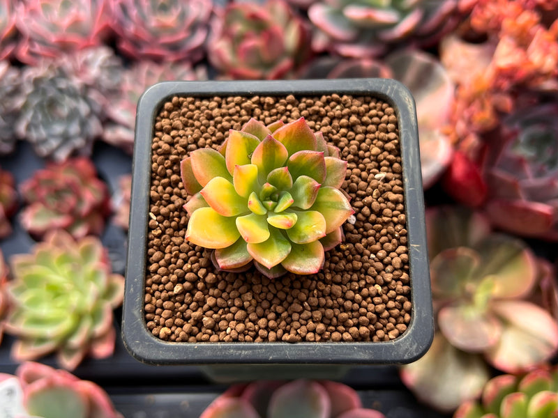 emerald succulent Echeveria 'Green Emerald' Variegated 1” Small Succulent Plant