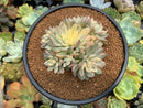 Echeveria 'Mebina' Variegated 4" Cluster Succulent Plant