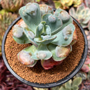 Echeveria 'Hearts Delight' 4" Succulent Plant