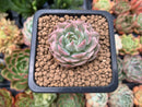 Echeveria 'Margaret' Variegated 1" Small Succulent Plant