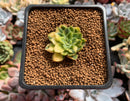 Echeveria 'Bob Jolly' Variegated 1" Small Succulent Plant