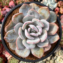 Echeveria 'Cream Tea' 4" Powdery Cutting Succulent Plant