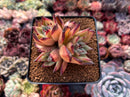 Echeveria Agavoides 'Topaz' 3" Succulent Plant