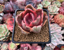 Echeveria 'Golden State' Variegated 2" Succulent Plant
