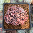 Echeveria 'Florence' Crested 2"-3" Succulent Plant
