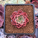 Echeveria 'Ember Rose' 1" Succulent Plant
