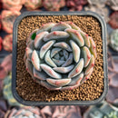 Echeveria 'Love' 2" New Hybrid Succulent Plant