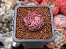 Echeveria 'Shella' 1" Small Succulent Plant