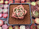 Echeveria Agavoides 'Jade Star' 1" Succulent Plant
