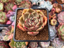 Echeveria sp. 1"-2" Succulent Plant