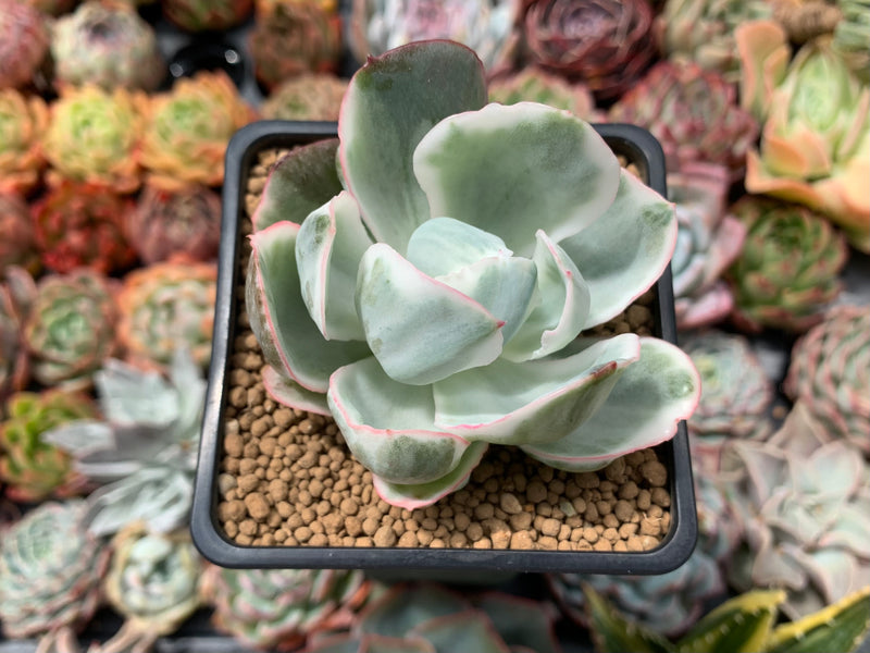 succulents berkeley Echeveria 'Berkeley Light' Variegated 2" Succulent Plant