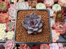 Echeveria 'Honky' 1" Succulent Plant