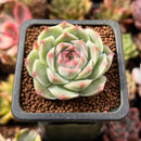 Echeveria 'Essence' 1" Succulent Plant