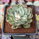 Echeveria 'Bradburiana' Variegated 2" Succulent Plant