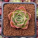 Echeveria 'Bordeaux' 1" Succulent Plant
