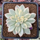 Echeveria 'Mebina' Variegated 2" Succulent Plant