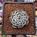 Echeveria 'Dark Minima' 1" Succulent Plant