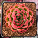 Echeveria Agavoides 'Prolifera' 2"-3" Succulent Plant