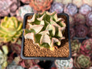 Echeveria 'Black Hawk' 2" Succulent Plant