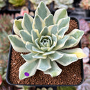 Orostachys 'Fuji' Variegated 2"-3" Succulent Plant