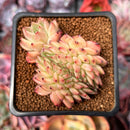 Echeveria 'Rajoya' Crested 2" Succulent Plant
