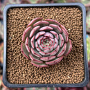 Echeveria 'Jetta' 1" Succulent Plant
