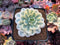 Echeveria Runyonii Variegated (Aka Echeveria 'Akaihosi' Variegated) 3" Succulent Plant