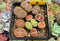 Collection of Lithops 2" (x11 Lithops)