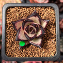 Echeveria Agavoides 'Black Ebony' 1" *Cutting* Succulent Plant