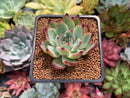 Echeveria 'Ratam' 2" Succulent Plant