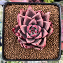 Echeveria Agavoides Superclone 2" Succulent Plant