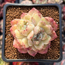 Echeveria Agavoides 'Amethyst' 2" Succulent Plant