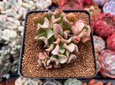 Echeveria 'Black Hawk' 2" Cluster Succulent Plant