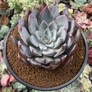 Echeveria 'Cuspidata v. Parrasensis' 4"-5" Succulent Plant