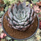 Echeveria 'Cuspidata v. Parrasensis' 4"-5" Succulent Plant